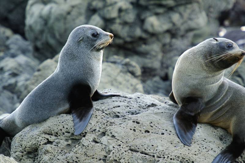 Alles over zeehonden op Ameland